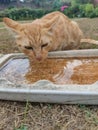 Golden cat so cute, drinking water