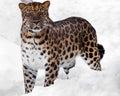 The look of a big cat. Red-headed Far Eastern leopard is a powerful predatory beast against the white snow Royalty Free Stock Photo