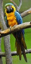 Look at the birds - colorful parrot
