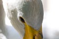 The look of the black eyes of the white swan Royalty Free Stock Photo