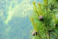 A look at a branch of a young cedar with several cones, in the background a coniferous forest with a blurred background Royalty Free Stock Photo