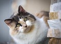 Look this cat, isn& x27;t incredible? Royalty Free Stock Photo