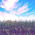 A Look at Creamed Corn, Before the Abomination Begins In Illinois Royalty Free Stock Photo