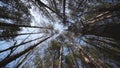 Look at the crowns of the trees from below