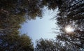 Look at the crowns of the trees from below