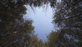 Look at the crowns of the trees from below