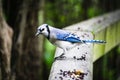 Look of a curious blue jay