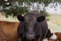 look of a dark brown cow in the center of the frame