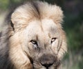 Look, eyes and muzzle of an old lion looking at the camera