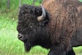 Look Into the Face of an American Buffalo