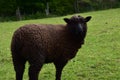 A Look Into the Face of a Brown Romney Sheep in a Field Royalty Free Stock Photo