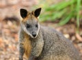 Look Into The Face Of A Wallaby SA Australia