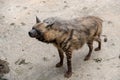 Look forward to-Striped hyaena
