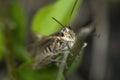 Look of grasshopper near Royalty Free Stock Photo