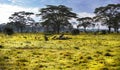 Look at a group of vultures in Africa on safari