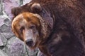 Look half-turned - a big face. Huge powerful brown bear close-up, strong beast on a stone background