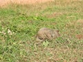 The look of the iguana, approximately, Sri Lanka natural habitat