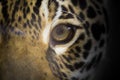 The eye of the jaguar, close up  portrait of a panthera onca Royalty Free Stock Photo