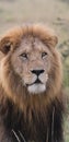 The look of a king of the jungle Simba in the maasai Mara Royalty Free Stock Photo