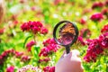 Look in a magnifying glass butterfly sits on flowers.