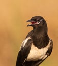 The look of the Magpie Royalty Free Stock Photo