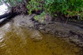 Florida waterways of the mangroves