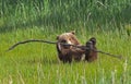 Grizzly brown bear baby cub face rolling playful stick