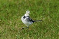 White Wagtail