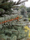 A sprig of spruce with water drops on needles