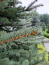 A sprig of spruce with water drops on needles