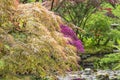 A look over a stream with azaleas, ferns and acers to an image of a pagoda in the Japanese garden in park Clingendael, the Hague 2 Royalty Free Stock Photo