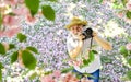 Look over there. male photographer enjoy cherry blossom. travel and walking in cherry park. hobby at retirement. tourism Royalty Free Stock Photo