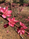Look at the peach blossom!
