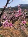 Look at the peach blossoms!