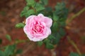 Look at pink rose and green leaf with some bur background Royalty Free Stock Photo