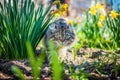 The look of a predatory cat hunting in flowers.