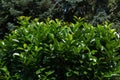 A look at Prunus laurocerasus or Cherry laurel, evergreen shrub in the garden Royalty Free Stock Photo