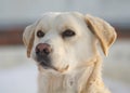 Look A Puppy Labrador retriever portrait