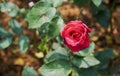 Look at red rose and green leaf with some blur background Royalty Free Stock Photo