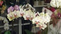 A look through the shop window on the orchids