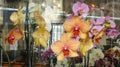 A look through the shop window on the orchids