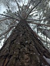 We look at the snow-covered top of the tree. Close-up of a tree trunk. Close-up of the bark of a spruce. Branches stick out in dif