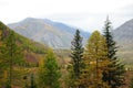 A look through tall pine trees to a picturesque autumn valley surrounded by high mountains