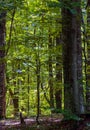 Look in to the deep dark beech forest in summer Royalty Free Stock Photo