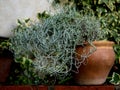 Look to the left at a clay potted plant Royalty Free Stock Photo