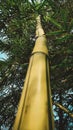 a look at the top of a bamboo tree Royalty Free Stock Photo