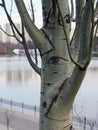 The look of a tree - stripes on the bark of a pyramidal poplar, similar to an eye. Royalty Free Stock Photo