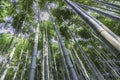 Look at treetop bamboo forest Royalty Free Stock Photo