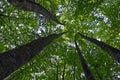 Look from under the trees