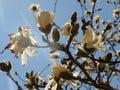 The BLossom Tree